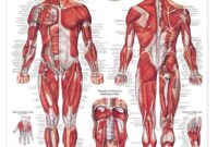Unlock Your Strength: Interactive Anatomy to Boost Your Lifts Unlock Your Strength: Interactive Anatomy to Boost Your Lifts